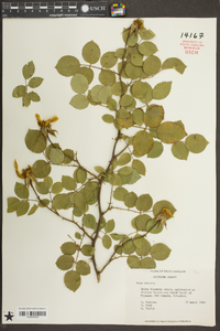 Rosa odorata image