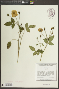 Rosa multiflora image