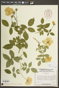 Rosa multiflora image