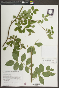 Rosa multiflora image