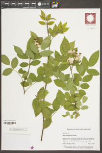 Rosa multiflora image