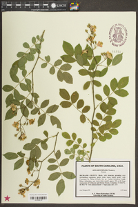 Rosa multiflora image