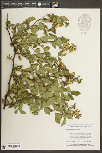 Rosa multiflora image