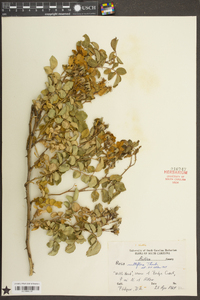 Rosa multiflora image