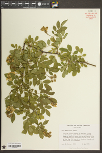 Rosa multiflora image