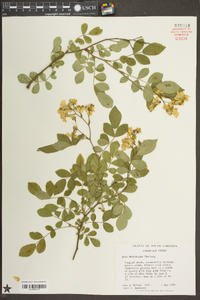 Rosa multiflora image