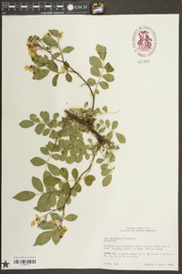 Rosa multiflora image