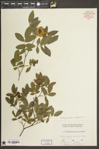 Rosa palustris image