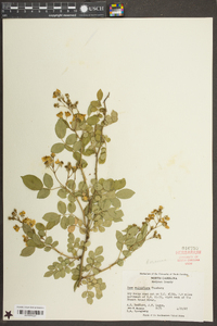 Rosa multiflora image