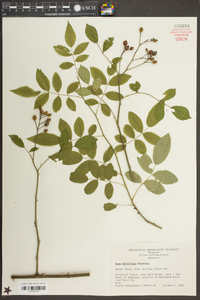 Rosa multiflora image