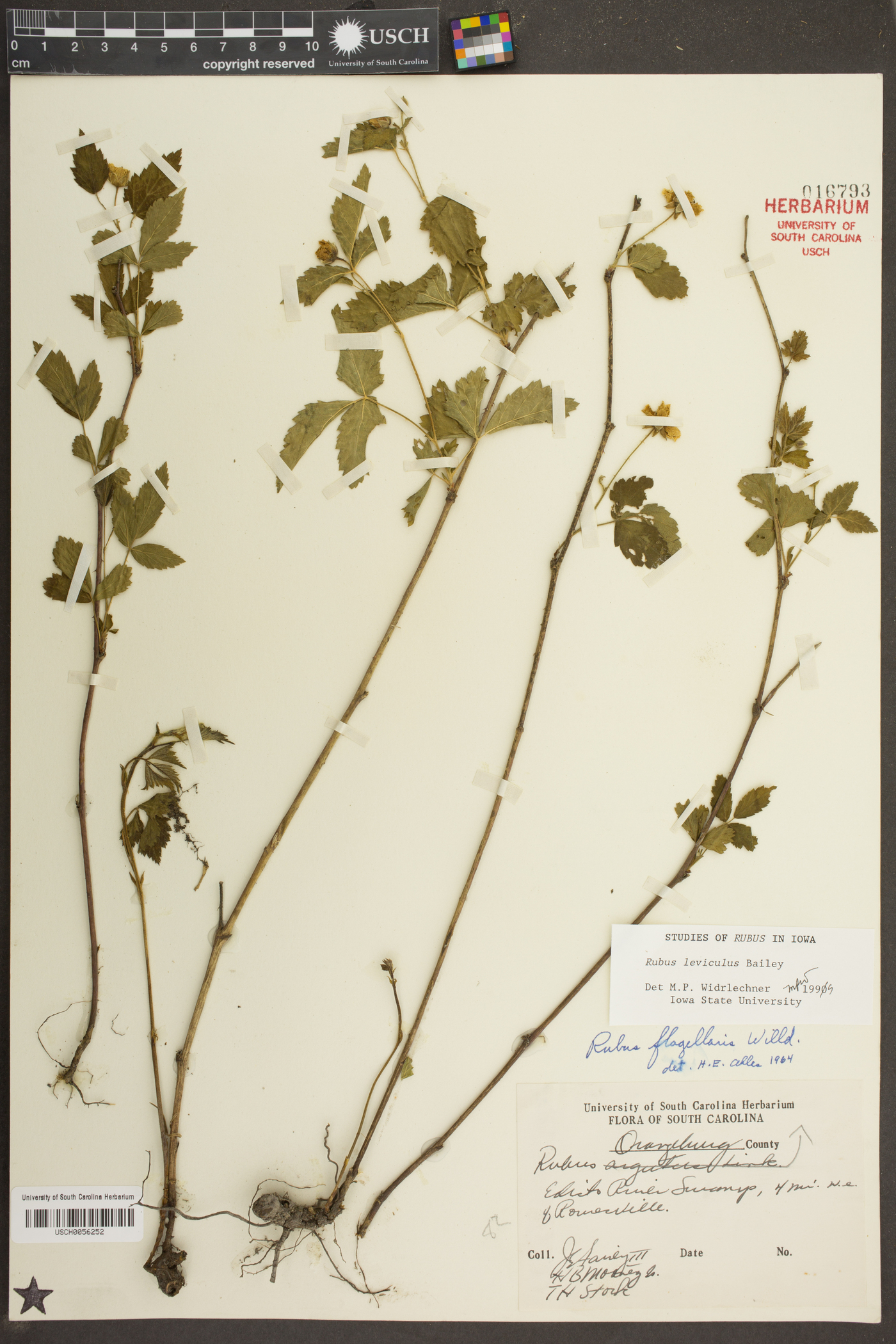 Rubus leviculus image