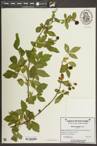 Rubus argutus image