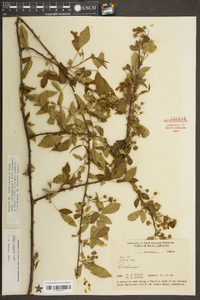 Rubus argutus image