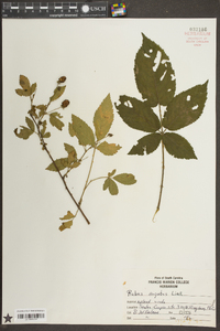 Rubus argutus image