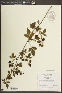 Rubus argutus image