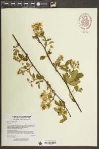 Rubus argutus image