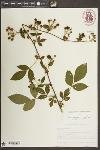 Rubus argutus image