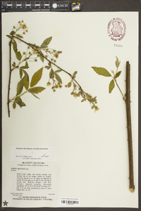 Rubus argutus image