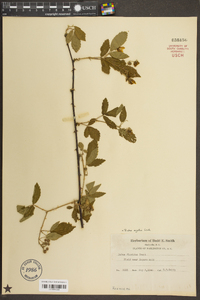 Rubus argutus image