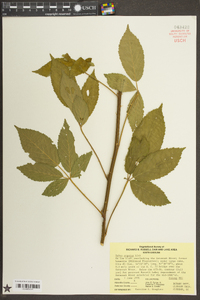 Rubus argutus image
