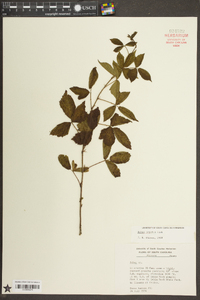 Rubus argutus image