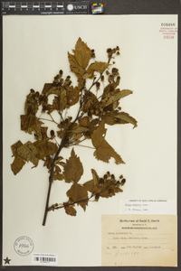 Rubus argutus image