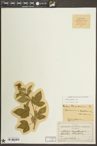 Rubus argutus image