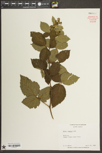 Rubus argutus image