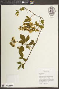 Rubus argutus image