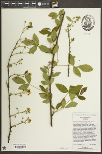 Rubus argutus image