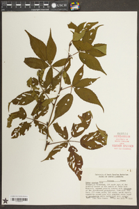Rubus argutus image