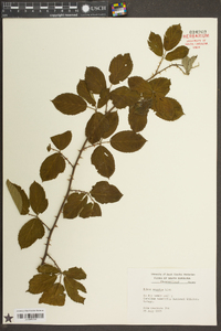 Rubus argutus image