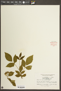 Rubus argutus image