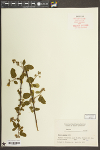 Rubus argutus image