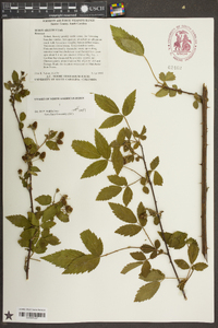 Rubus argutus image