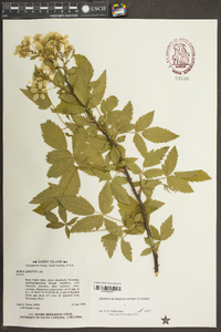 Rubus argutus image