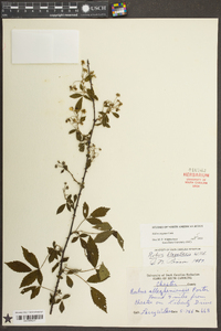Rubus argutus image