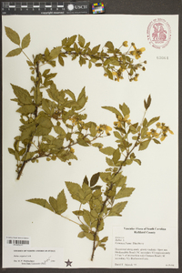 Rubus argutus image