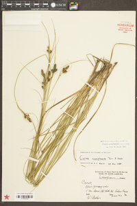 Carex complanata image