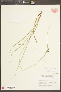 Carex complanata image