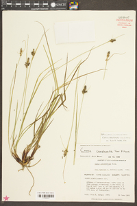 Carex comosa image