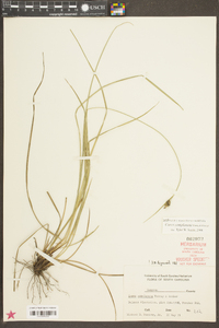 Carex complanata image