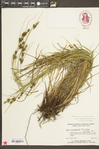 Carex complanata image