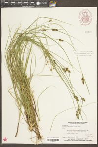 Carex complanata image