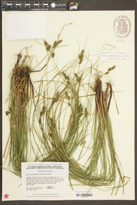 Carex complanata image