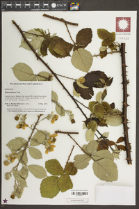 Rubus bifrons image