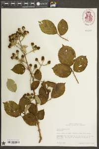 Rubus bifrons image