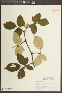 Rubus bifrons image