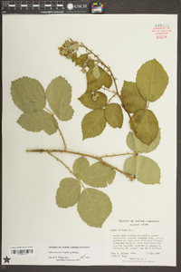 Rubus bifrons image