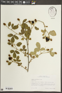 Rubus cuneifolius image